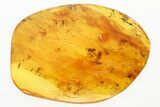 Fossil Aphid, Leafhopper, Fly, and Fungus Gnat Swarm In Baltic Amber #307643-1